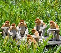 Proboscis Monkey Sanctuary